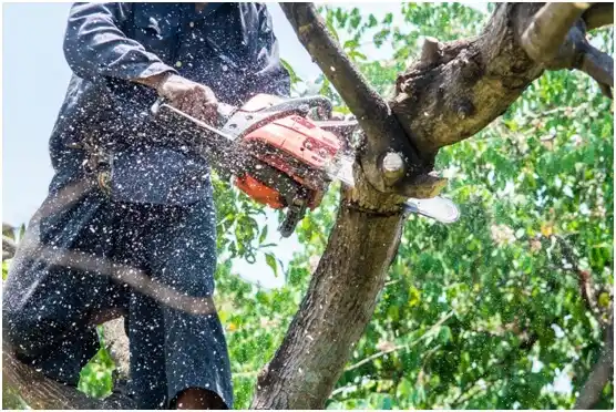 tree services Tysons